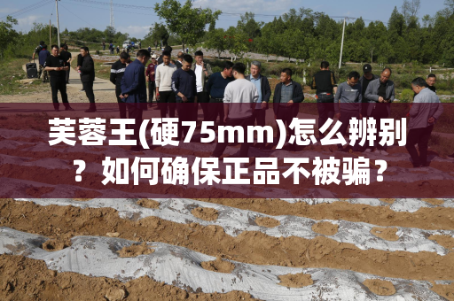 芙蓉王(硬75mm)怎么辨别？如何确保正品不被骗？